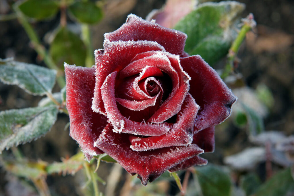 How to Care for Roses in Winter - The Rosey Gardener